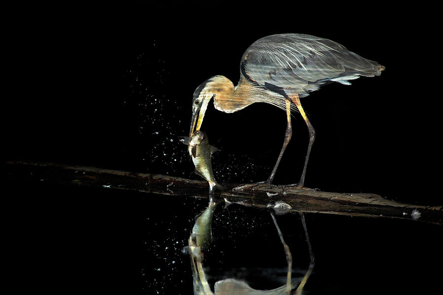 Night Fishing Photograph by Steven Llorca