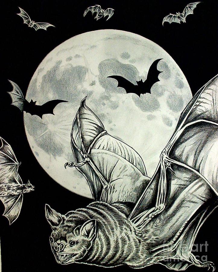 Night Flight Drawing by Kimberlee Ketterman Edgar - Fine Art America