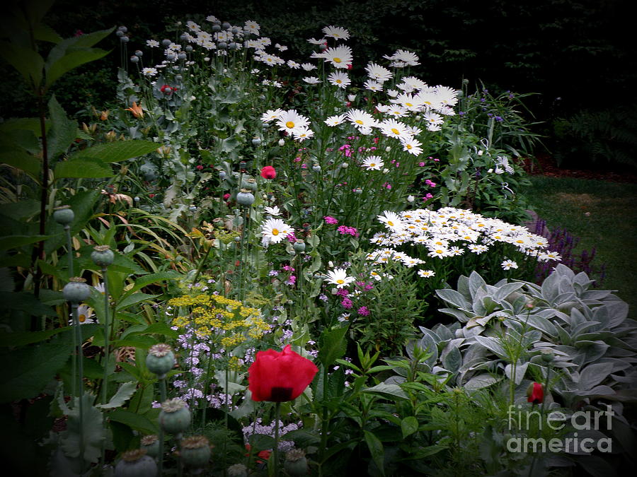 Night Garden 2 Photograph by Tatyana Searcy