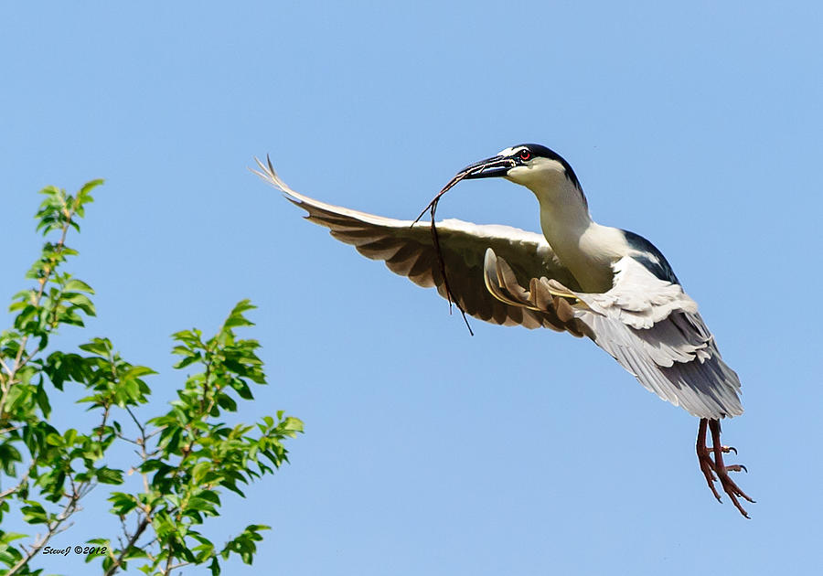 Night Heron Approaching the Nest Photograph by Stephen Johnson