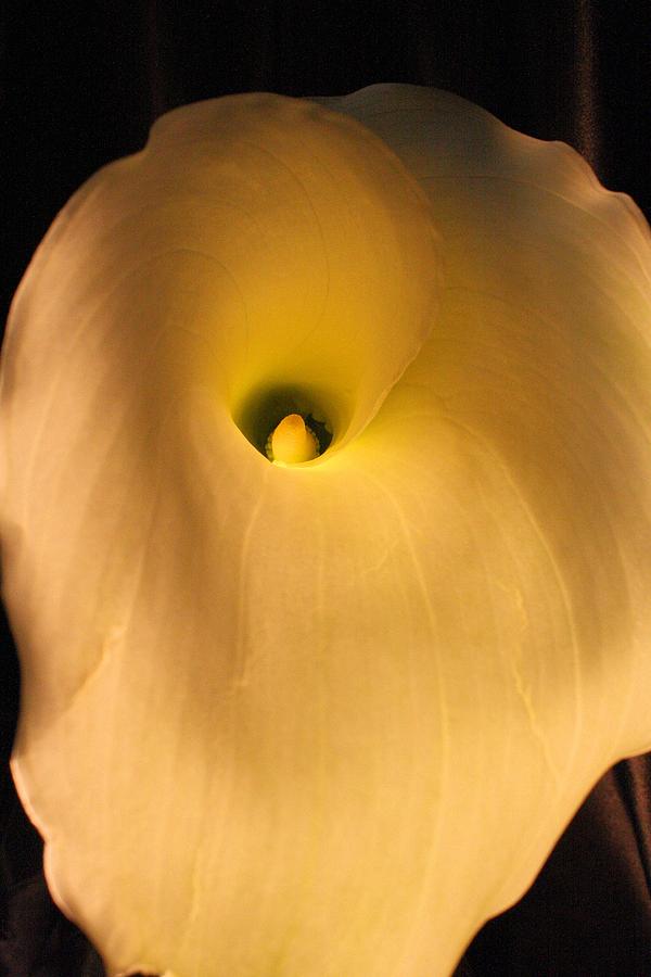 Lily Photograph - Night Light by Lynnette Johns