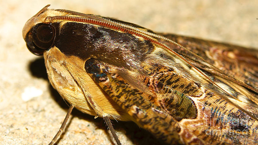 Night Moth Photograph by Mareko Marciniak