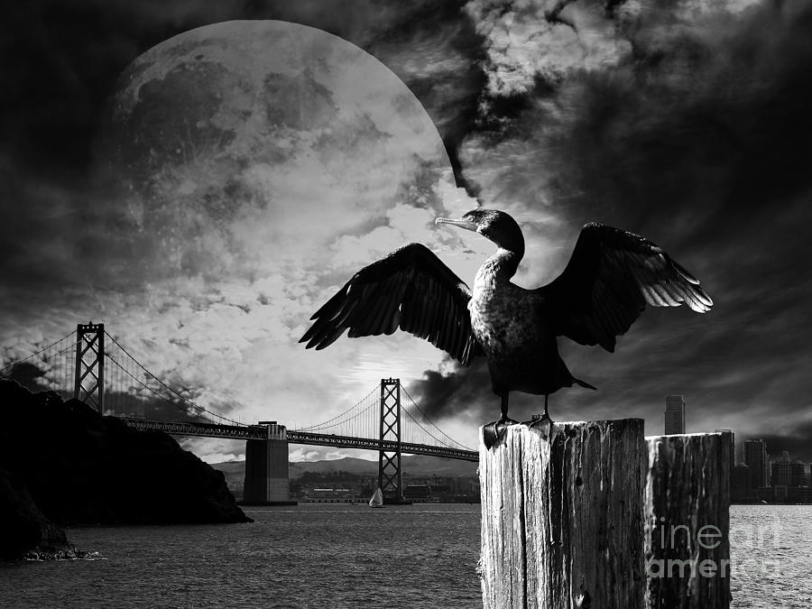 Night of The Cormorant . Black and White Photograph by Wingsdomain Art and Photography