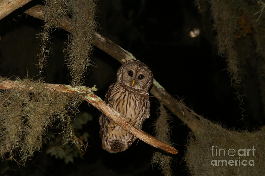 Night owl Photograph by Jack Norton