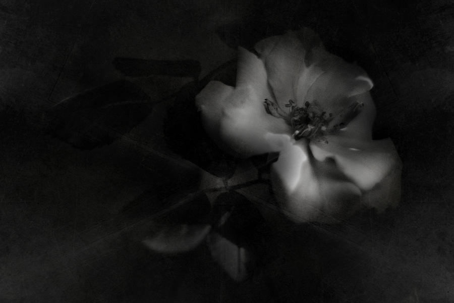 Night Rose Photograph by Rebecca Sherman