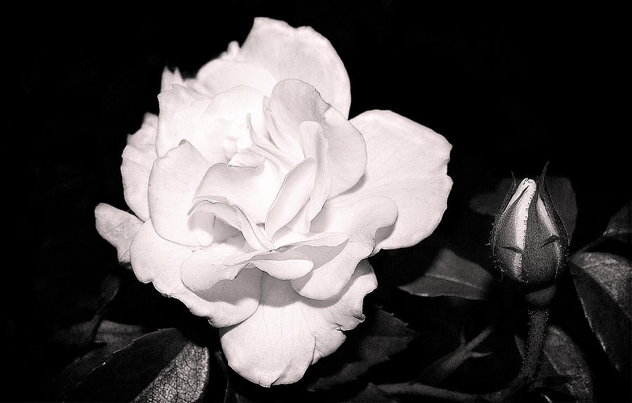 Night Roses Photograph by Milena Ilieva