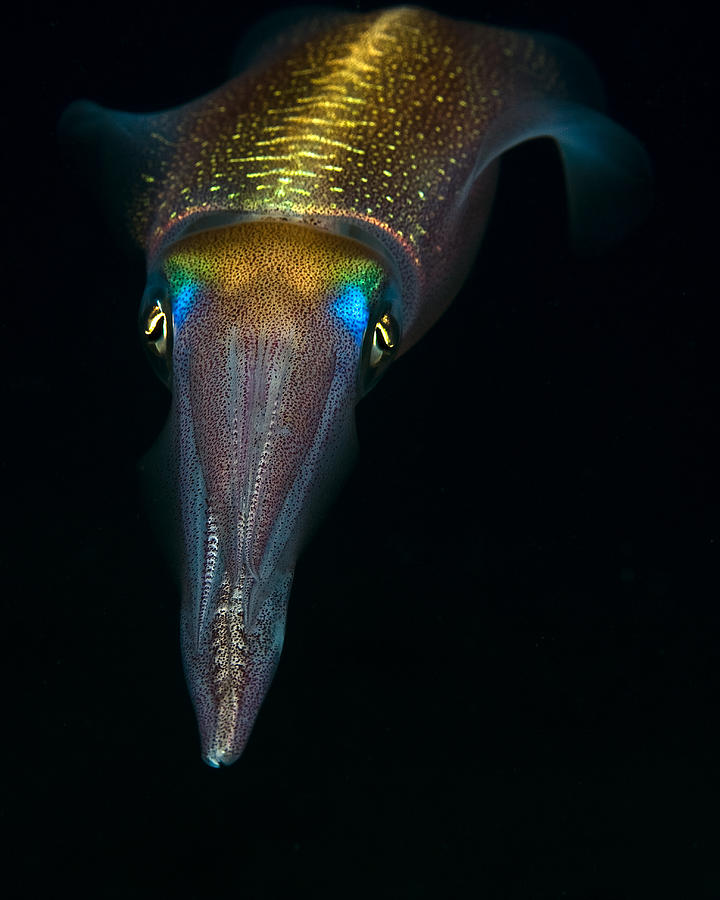 Wildlife Photograph - Night Squid by Rico Besserdich