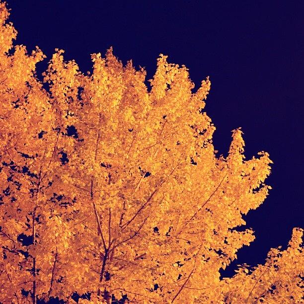 Landscape Photograph - Night Trees by Abdullah Uslu