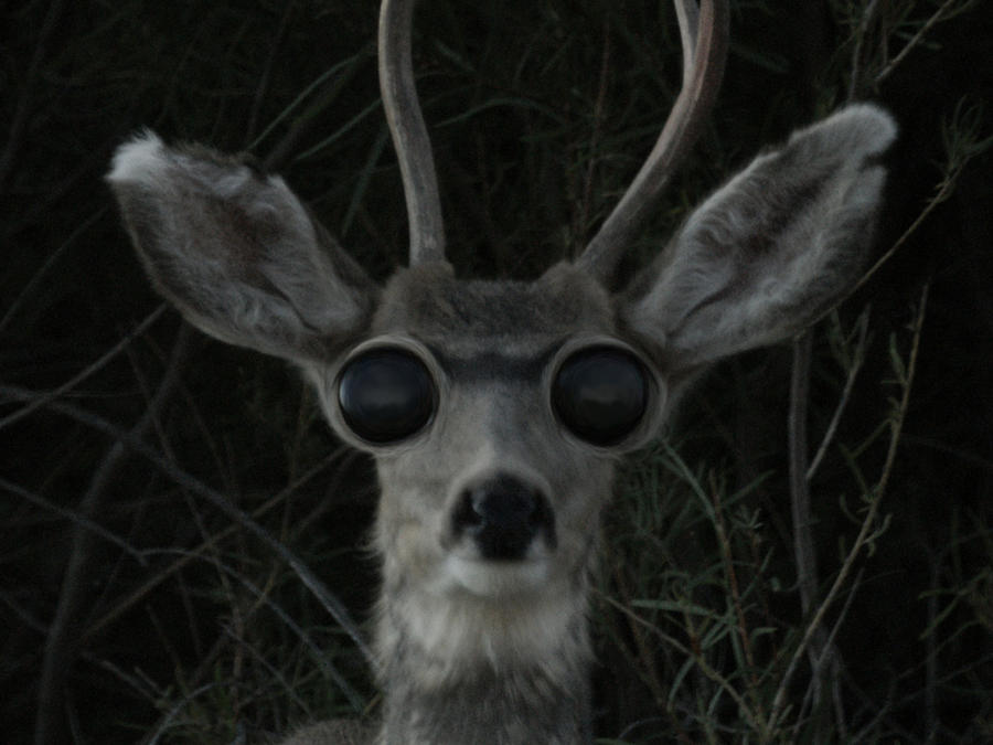 deer vision at night