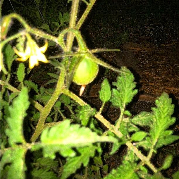 Tomato Photograph - #nightshade #tomato #plant #michigan by Dave L