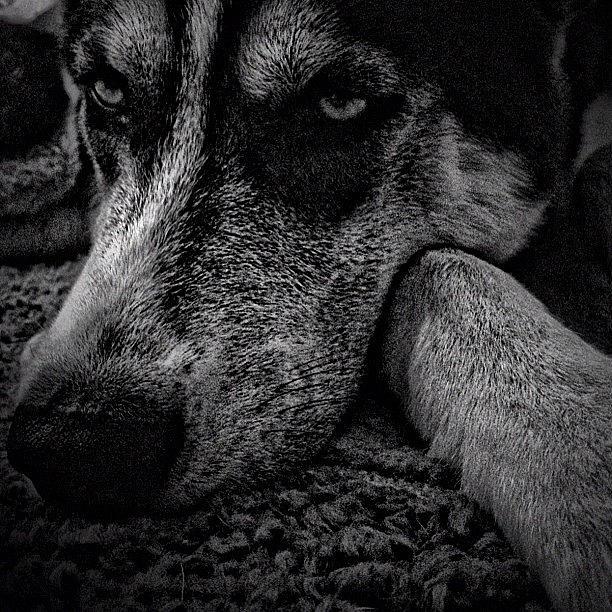 Dog Photograph - Nikita #husky #igdaily #iphone by Daniel  Ware