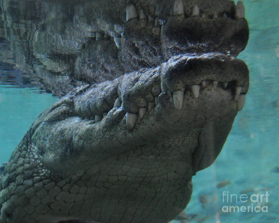 Croc Photograph - Nile Crocodile by John Black