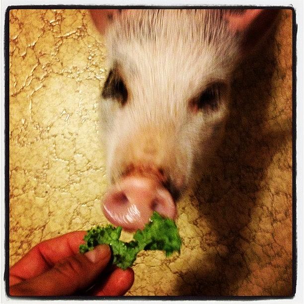 Pig Photograph - #nillie Live #kale! Shes So Smart by Adriana Ospina