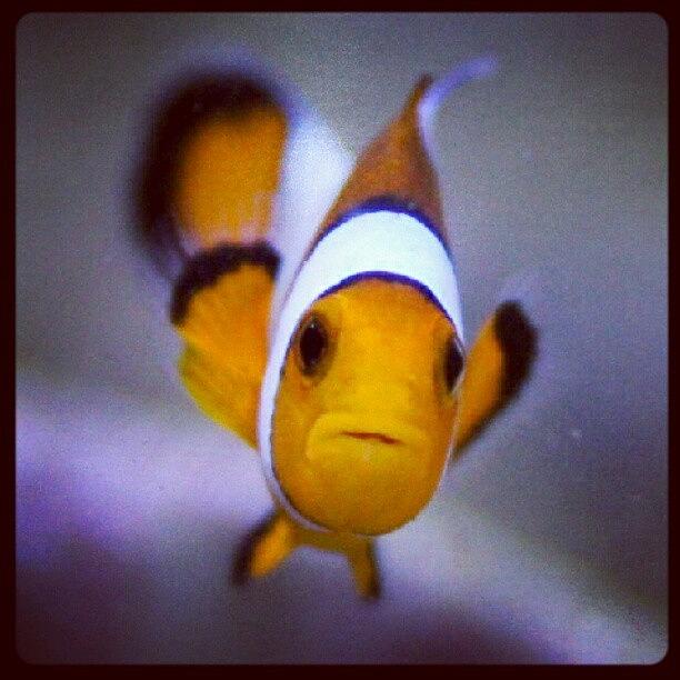 Animal Photograph - #nimo #reef #fish #clownfish #animals by Raz Schweitzer