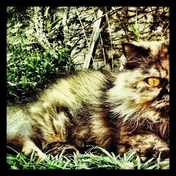 Bicolor Cat Photograph - Nina Simone by Dani Pimenta