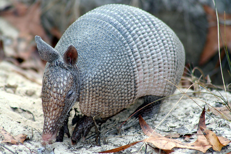 Nine-banded Armadillo Photograph by April Wietrecki Green