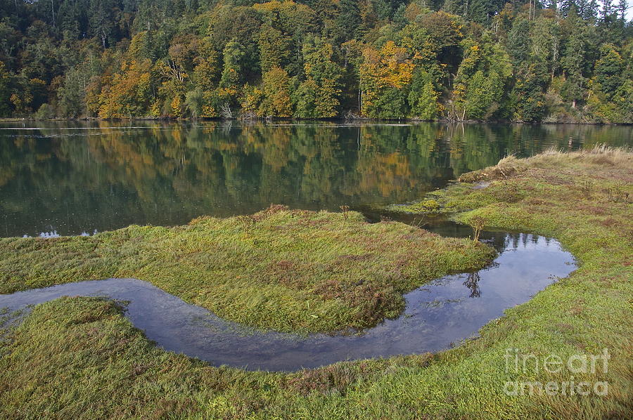 Nature Photograph - Nisqually Estuary by Sean Griffin
