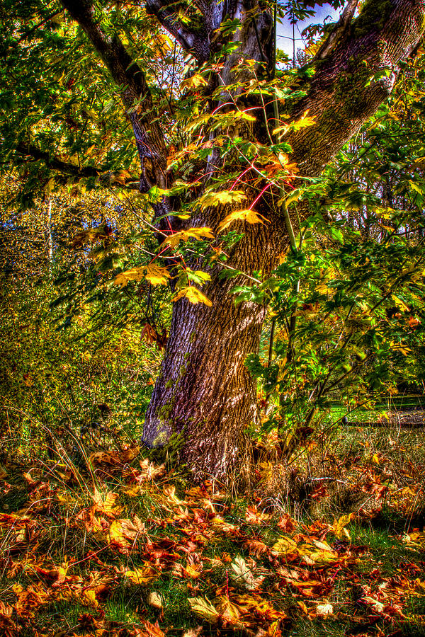 Nisqually Wildlife Refuge P12 The Maple Tree Photograph by David Patterson