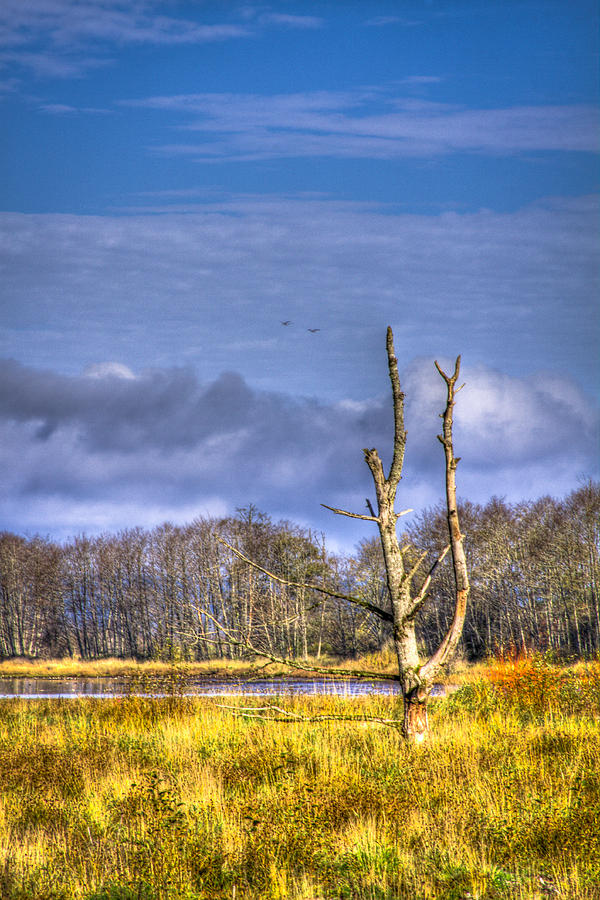 Nisqually Wildlife Refuge P14 Photograph by David Patterson