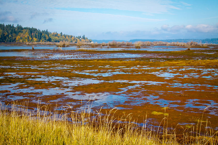 Nisqually Wildlife Refuge P15 Photograph by David Patterson