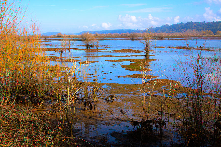 Nisqually Wildlife Refuge P16 Photograph by David Patterson