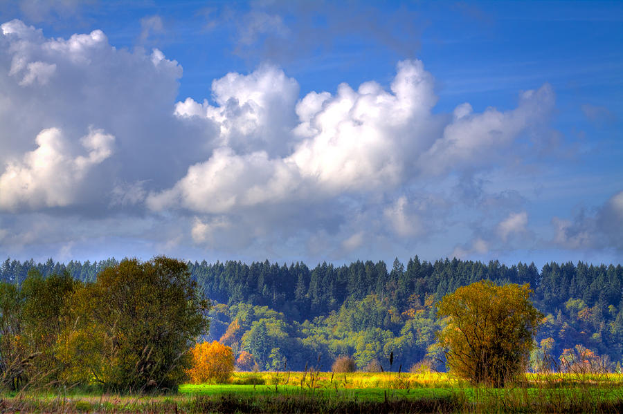 Nisqually Wildlife Refuge P20 Photograph by David Patterson