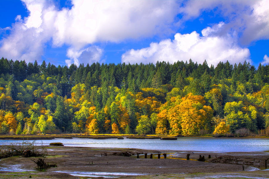 Nisqually Wildlife Refuge P24 Photograph by David Patterson