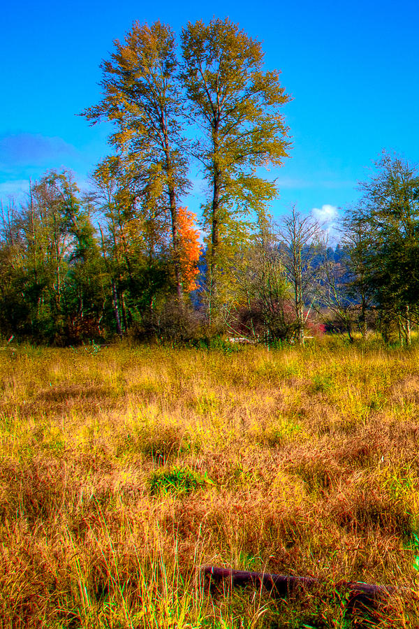 Nisqually Wildlife Refuge P31 Twin Trees Photograph by David Patterson