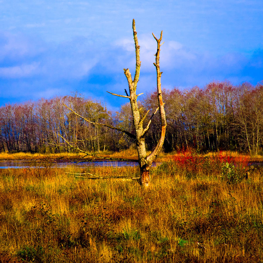 Nature Photograph - Nisqually Wildlife Refuge P32 by David Patterson