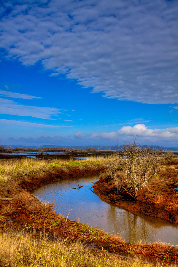 Nisqually Wildlife Refuge P33 Photograph by David Patterson