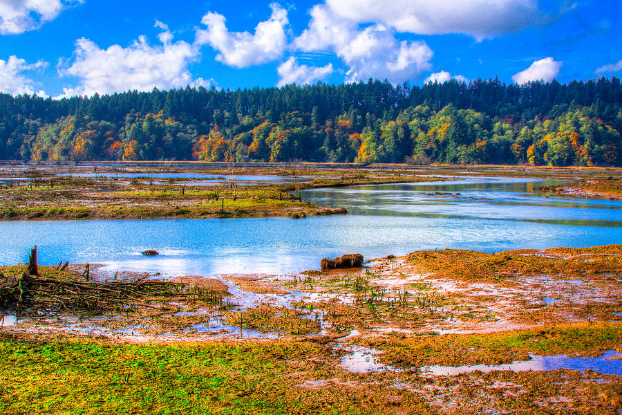 Nisqually Wildlife Refuge P36 Photograph by David Patterson