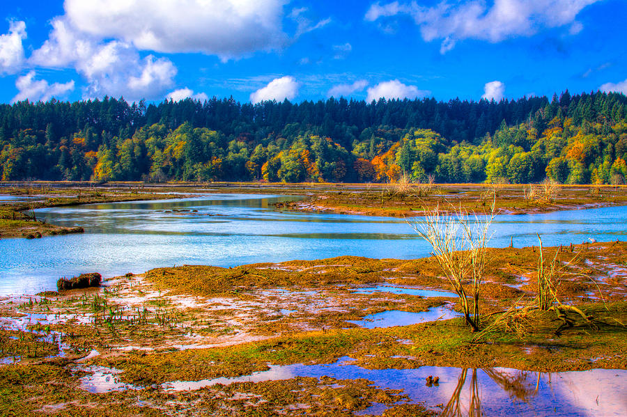 Nisqually Wildlife Refuge P37 Photograph by David Patterson