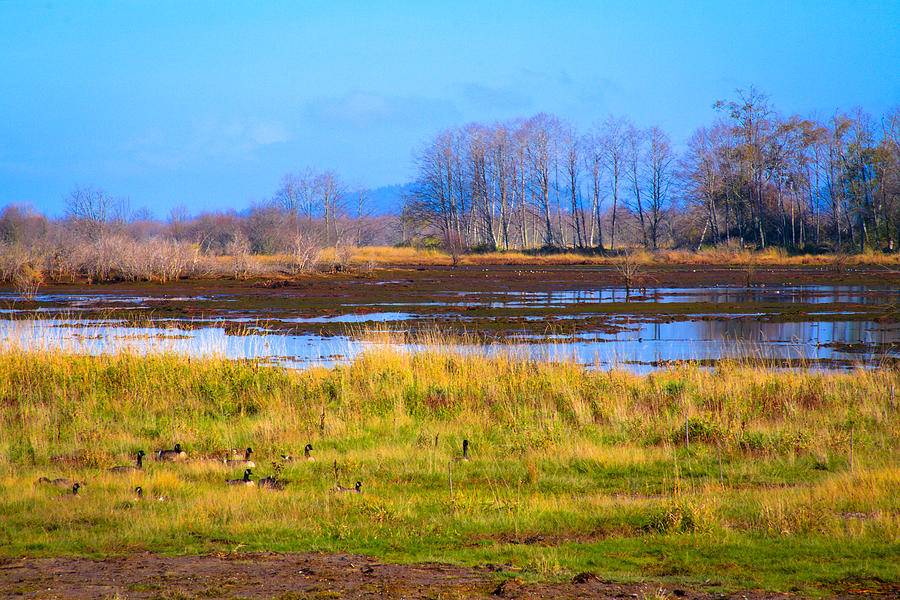 Nisqually Wildlife Refuge P5 Photograph by David Patterson