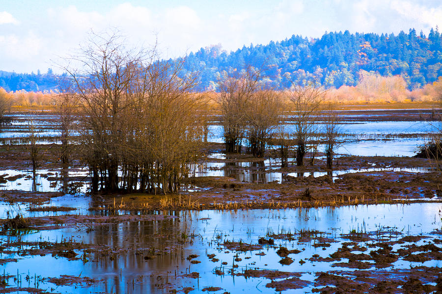 Nisqually Wildlife Refuge P6 Photograph by David Patterson