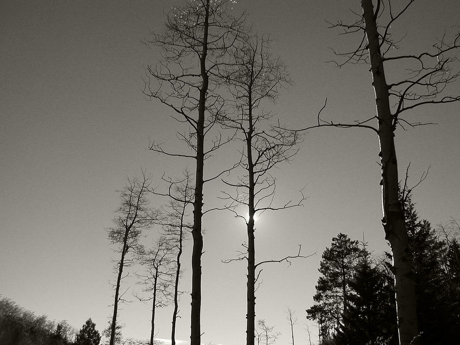 NM Series - Bare Tree Sky Black and White Photograph by Kathleen Grace