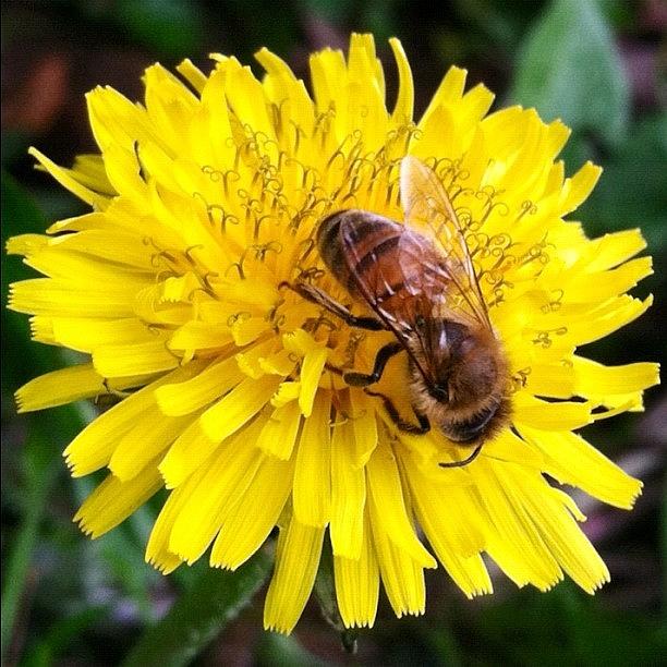 Nature Photograph - No Filter- Bee On Dandelion #nature by Derek M