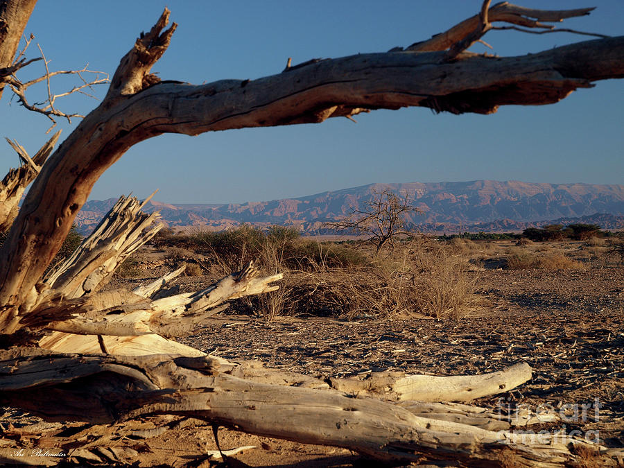 Desert Photograph - No man land by Arik Baltinester