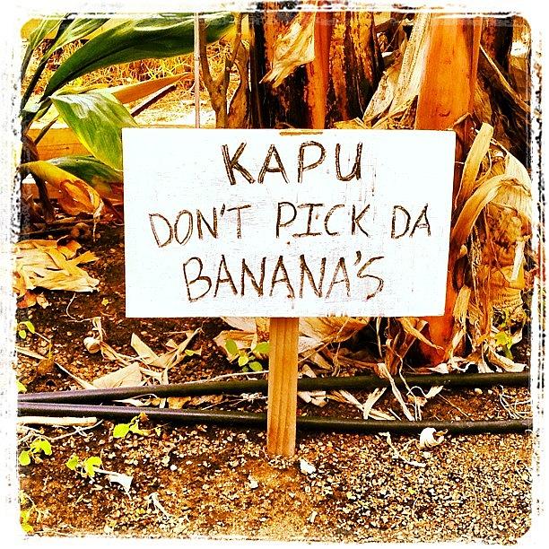 No Pick Da Bananas Photograph by Darice Machel McGuire