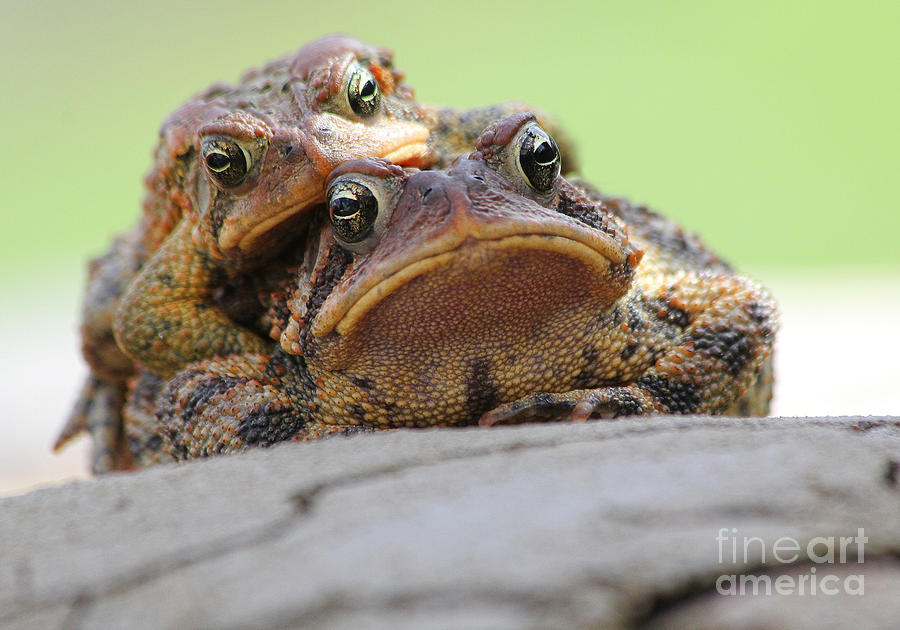 Toad Photograph - No Privacy by Jack Schultz