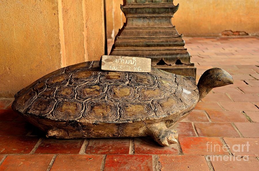 Turtle Photograph - No Sitting by Dean Harte