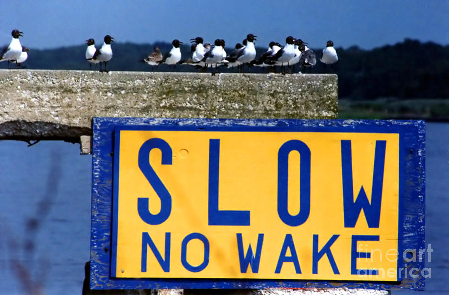 No Wake The Seagulls Photograph by Susan Stevenson