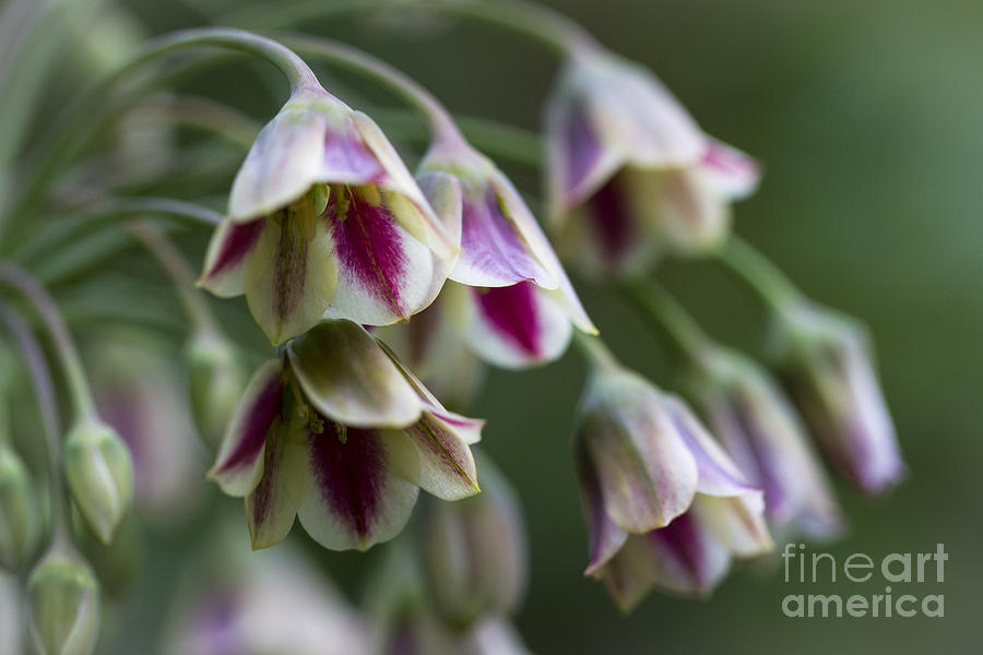 Nodding Bells. Photograph by Clare Bambers