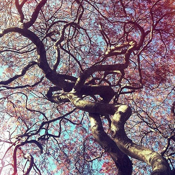 Spring Photograph - #noedit #nofilter #harkness #branches by S Webster