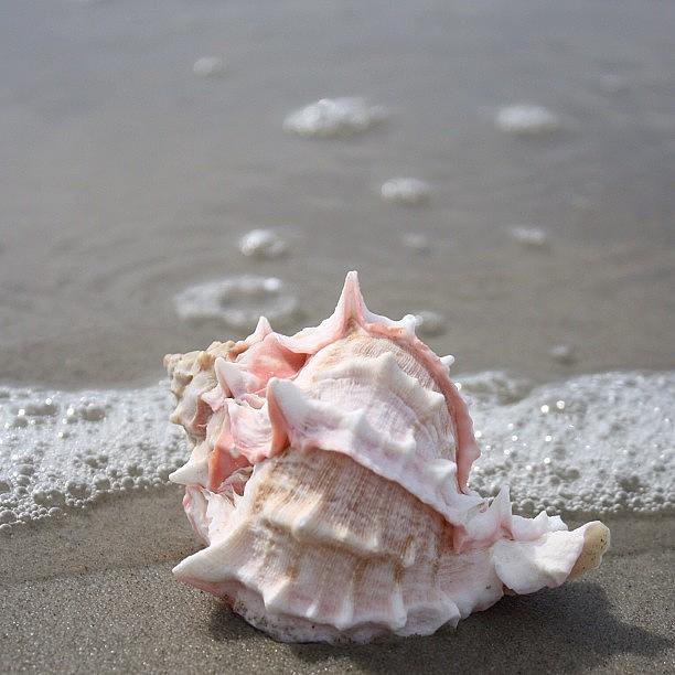 Summer Photograph - #noedit #nofilter #seashell #conch by Emily Lippman