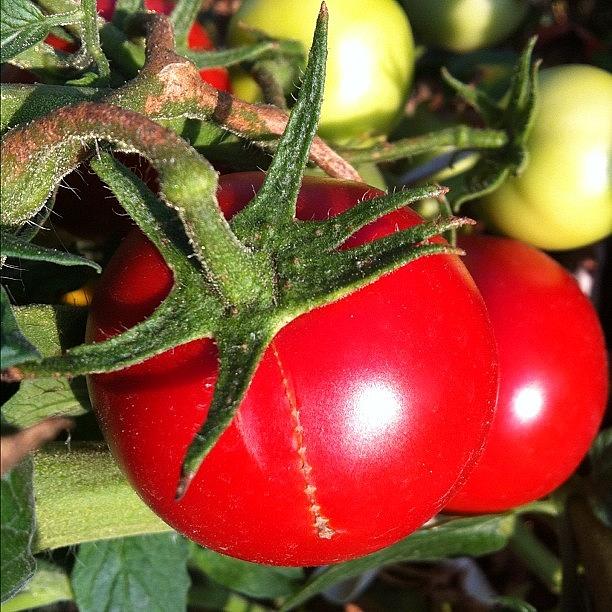 Tomato Photograph - #noedit #sun #tomato #food #red #garden by Marko Kramaric