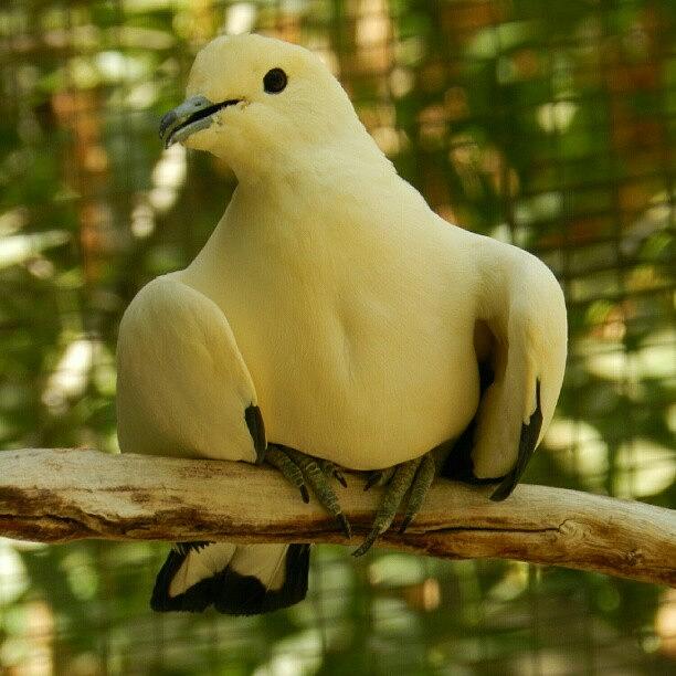 Bird Photograph - #noeffect #pretty #bird #yellow #rare by Diana Garcia