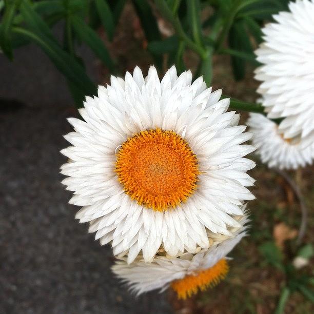 Nature Photograph - #nofilter #flower #bright #beauty by Jenna Luehrsen