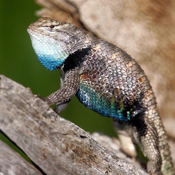 Nature Photograph - #nofilter #nature #lizard #colors #wild by Raul Roa