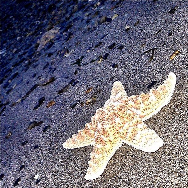 Cool Photograph - #nofilter #noedit #starfish #beach by Bex C