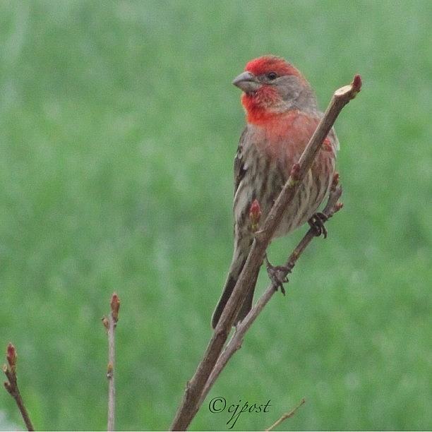 Finch Photograph - #nofilter Pretty Little Male by Cynthia Post